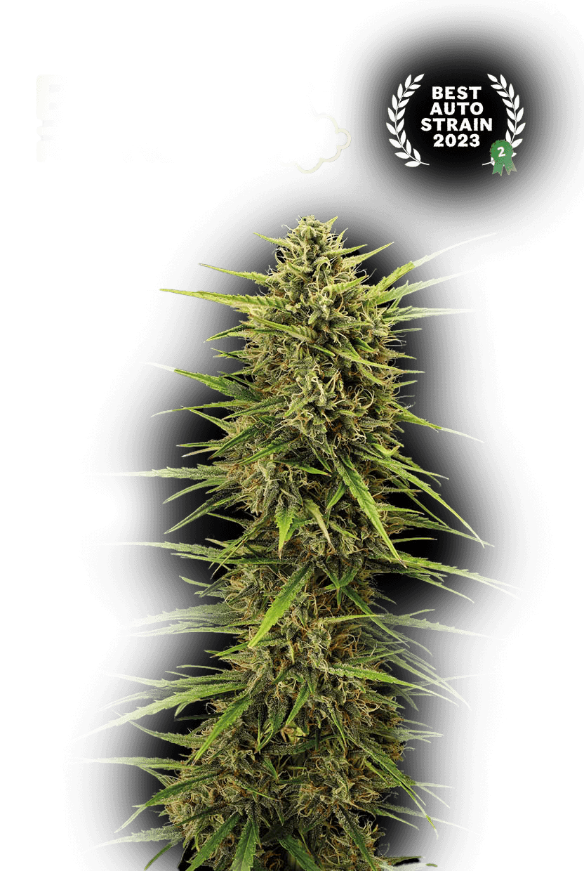 Black Rainbow© Auto