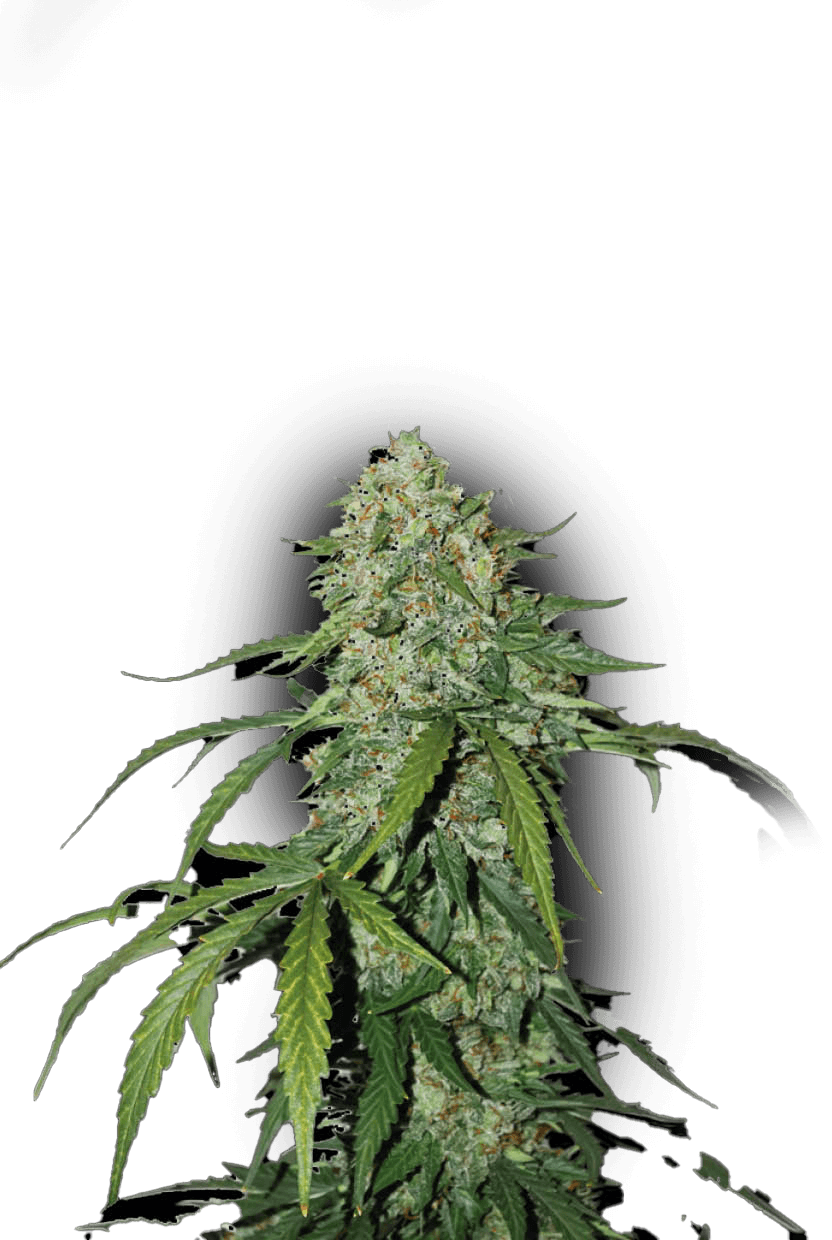 CBD 1:1 Silver Lime Haze Auto